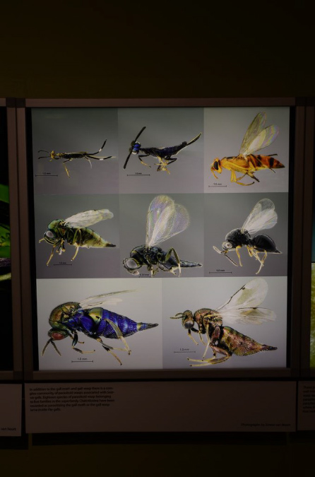 Wasp_exhibition__DSC3518